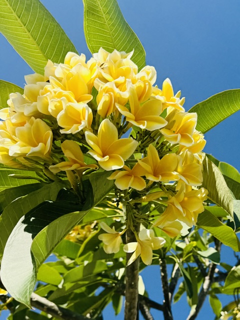 Plumeria blossoms against a blue sky — Java