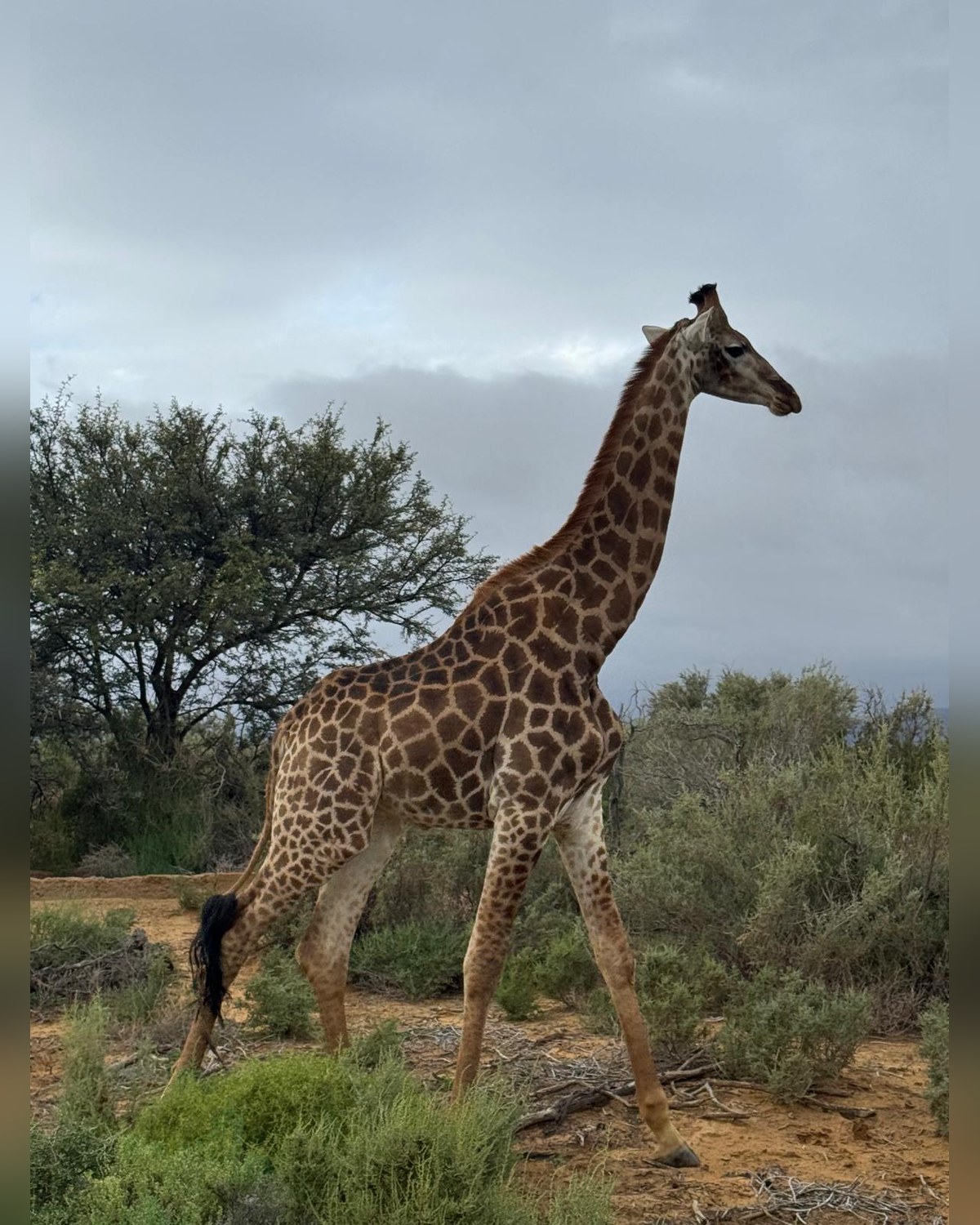 Kenia — Masai Mara i safari o świcie