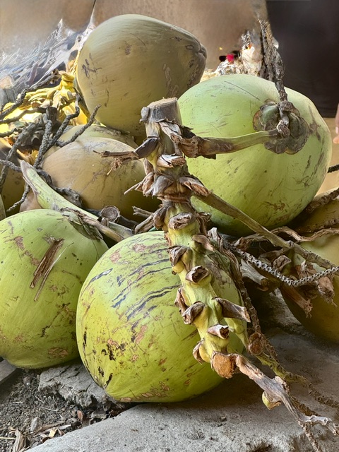 Freshly harvested young coconuts — Java